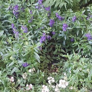 Meet your Posher, Carol